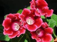 Kastanienrot Gloxinie Blumensamen zur Aussaat leuchtend Traditionssorte & ohne Gentechnik Samen Hausgarten