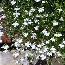 Lobelia Pendula Weiß Lady Cascade Blumensamen zur Aussaat – lang Blüte Saison – Traditionssorte & ohne Gentechnik Samen Hausgarten