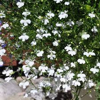 Lobelia Pendula Weiß Lady Cascade Blumensamen zur Aussaat – lang Blüte Saison – Traditionssorte & ohne Gentechnik Samen Hausgarten