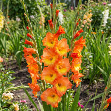 dunkel Orange Gladiole Blumensamen zur Aussaat – Bestäuber freundlich Traditionssorte & ohne Gentechnik Samen Hausgarten