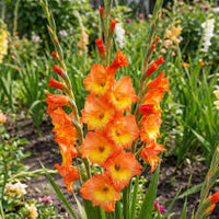 dunkel Orange Gladiole Blumensamen zur Aussaat – Bestäuber freundlich Traditionssorte & ohne Gentechnik Samen Hausgarten