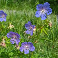 Blau Pelargonium Peltatum Blumensamen zur Aussaat saisonal Dauerblüher Traditionssorte & ohne Gentechnik Samen Hausgarten