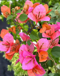Orange Rosa Drillingsblume Blumensamen zur Aussaat Wildblume Mischung Traditionssorte & ohne Gentechnik Samen Hausgarten