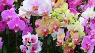 Weiß Braun Schmetterlingsorchidee Orchidee Samen Blumensamen zur Aussaat – Garten beliebt – Traditionssorte & ohne Gentechnik Samen Hausgarten