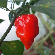 Bhut Jolokia Braun Samen - Perfect zum Pflanzen Hot Peppers