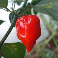 Bhut Jolokia Braun Samen - Perfect zum Pflanzen Hot Peppers
