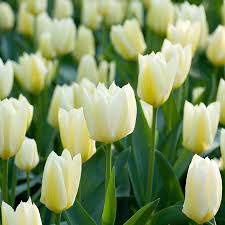 Gelb Weiß Tulpe Blumensamen zur Aussaat – Halbschatten verträglich – Traditionssorte & ohne Gentechnik Samen Hausgarten