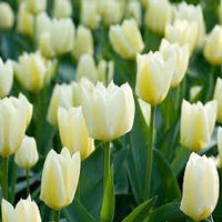 Gelb Weiß Tulpe Blumensamen zur Aussaat – Halbschatten verträglich – Traditionssorte & ohne Gentechnik Samen Hausgarten