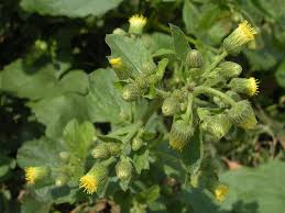 Blumea Blumensamen zur Aussaat – saisonal Dauerblüher – Traditionssorte & ohne Gentechnik Samen Hausgarten