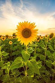 Sunflower samen for anpflanzung - bright gelb variety blume