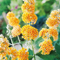 Sommerflieder Weyeriana Blumensamen zur Aussaat – hochwertige Qualitäts- – Traditionssorte & ohne Gentechnik Samen Hausgarten