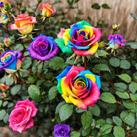 Rose mehrfarbig Blumensamen zur Aussaat – lang Blüte Saison – Traditionssorte & ohne Gentechnik Samen Hausgarten