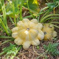 Patisson Kuerbis Samen Patty Pan