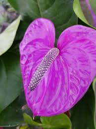 Violett Flamingoblume Blumensamen zur Aussaat Schnitt Blume beliebt Traditionssorte & ohne Gentechnik Samen Hausgarten