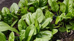 Green Scabra Gemüse Planting Samen - Grow Fresh Greens