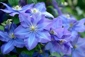 Himmelblau Waldrebe Hybridas Blumensamen zur Aussaat – Garten beliebt – Traditionssorte & ohne Gentechnik Samen Hausgarten