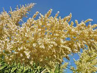 Gelb Beaucarnea Recurvata Blumensamen zur Aussaat – leuchtend Blüten – Traditionssorte & ohne Gentechnik Samen Hausgarten