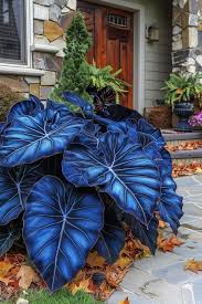 Himmelblau Caladium Blumensamen zur Aussaat – pflegeleicht – Traditionssorte & ohne Gentechnik Samen Hausgarten