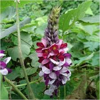 Kudzu Pueraria Lobata Blumensamen zur Aussaat – Anzucht – Traditionssorte & ohne Gentechnik Samen Hausgarten