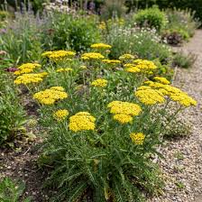 Achillea Blumensamen zur Aussaat – farbenfroh Schau Traditionssorte & ohne Gentechnik Samen Hausgarten