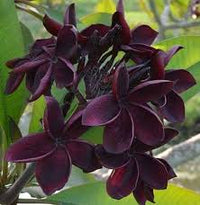 Schwarz Frangipani Blumensamen zur Aussaat – Drought verträglich – Traditionssorte & ohne Gentechnik Samen Hausgarten