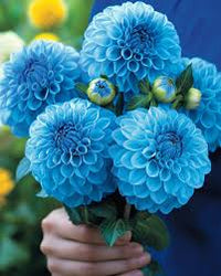 hell Blau Dahlie Blumensamen zur Aussaat lang Blüte Saison Traditionssorte & ohne Gentechnik Samen Hausgarten