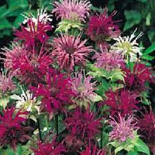 Monarda Bee Balm Mischung Samen Bestäuber-freundlich Blumen