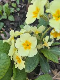 hell Gelb Primel Malacoides Blumensamen zur Aussaat ideal Rabatten Traditionssorte & ohne Gentechnik Samen Hausgarten