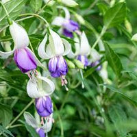 Weiß Lila Fuchsie Hybrida Blumensamen – Garten beliebt Traditionssorte & ohne Gentechnik