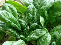Green Scabra Gemüse Planting Samen - Grow Fresh Greens