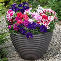 Immergrün Immergrün Blumensamen zur Aussaat – robust Sorte – Traditionssorte & ohne Gentechnik Samen Hausgarten