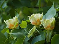 Liriodendron Blumensamen zur Aussaat – Drought verträglich – Traditionssorte & ohne Gentechnik Samen Hausgarten