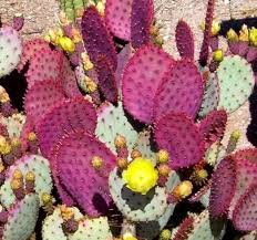 Rosa Opuntia Chlorotica Blumensamen zur Aussaat – Wildblume Mischung – Traditionssorte & ohne Gentechnik Samen Hausgarten