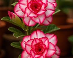 Weiß Wüstenrose Blumensamen zur Aussaat – farbenfroh Schau – Traditionssorte & ohne Gentechnik Samen Hausgarten