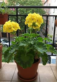 Gelb Pelargonium Peltatum Blumensamen zur Aussaat pflegeleicht Traditionssorte & ohne Gentechnik Samen Hausgarten