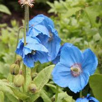 Meconopsis Blumensamen zur Aussaat – Schnitt Blume beliebt – Traditionssorte & ohne Gentechnik Samen Hausgarten