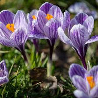 Sativus Blumensamen zur Aussaat – leuchtend – Traditionssorte & ohne Gentechnik Samen Hausgarten