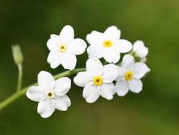 Weiß Myosotis Blumensamen zur Aussaat – lang Blüte Saison – Traditionssorte & ohne Gentechnik Samen Hausgarten