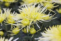 Japan Spider Chrysantheme Blumensamen zur Aussaat – Garten beliebt – Traditionssorte & ohne Gentechnik Samen Haus Garde