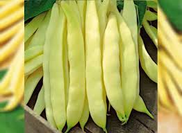 Venezia Bean Gemüsesamen for Your Garden