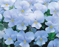Sky blau eschscholtzia blume samen for anpflanzung – heirloom nongmo high germination organic garten samen for cut blume gardens
 
 sale for anpflanzung in home garten