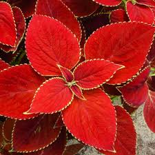 Rot Weiß Buntnessel Blumensamen zur Aussaat Halbschatten verträglich Traditionssorte & ohne Gentechnik Samen Hausgarten