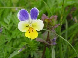 Viola tricolor anpflanzung blume samen for vibrant gardens - organic multi-colored blooms