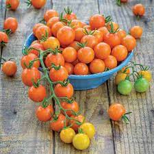 Orange grape tomato samen für aussaat