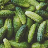Green Calabazilla Gemüsesamen für einfache Aussaat