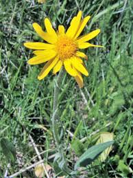 Arnica montana medicinal blume samen for anpflanzung