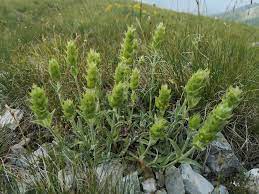 Sideritis Scardica Samen For Aussaat