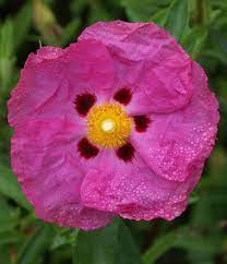 Hardy cistus blume samen for anpflanzung