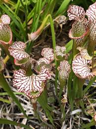 Carnivorous Blumensamen zur Aussaat – Garten beliebt – Traditionssorte & ohne Gentechnik Samen Hausgarten