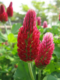 Rot Clover Blumensamen zur Aussaat – Anzucht – Traditionssorte & ohne Gentechnik Samen Hausgarten